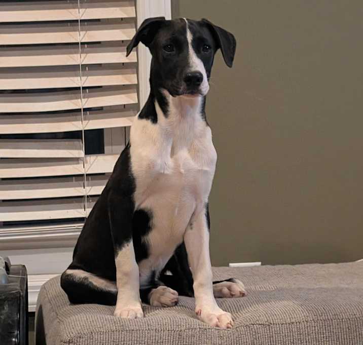 Photo of Dozer
