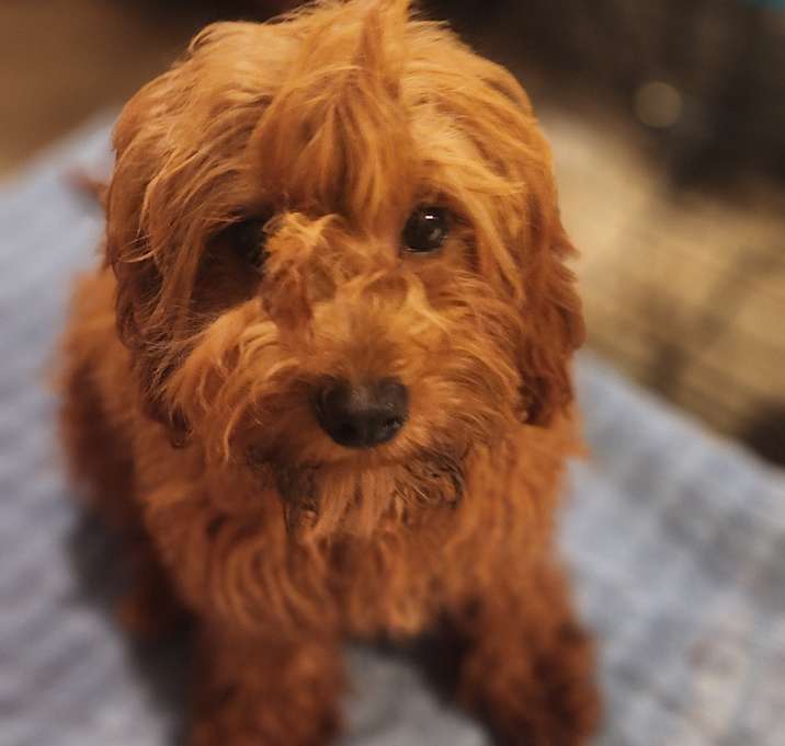 Photo of Captain