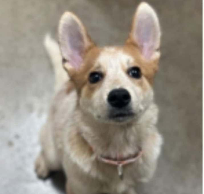Photo of PEACHY KEEN