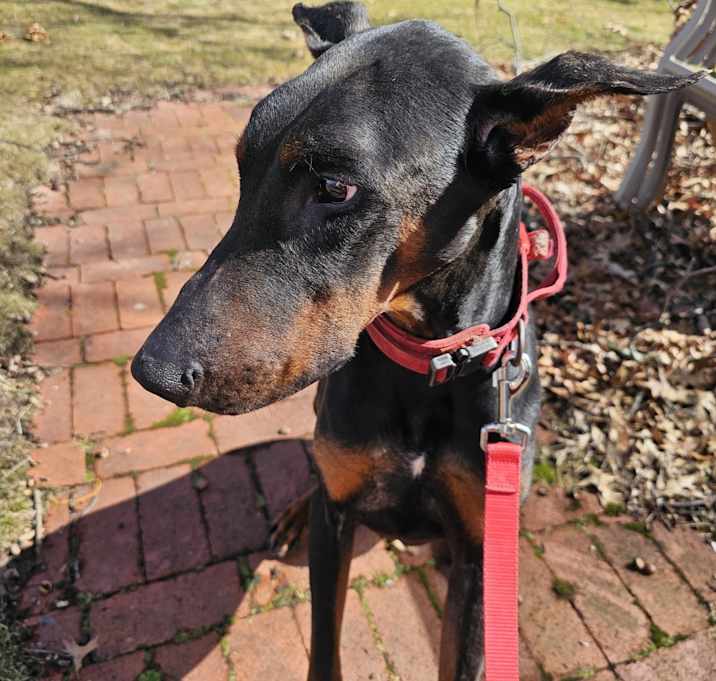 Photo of Shadow