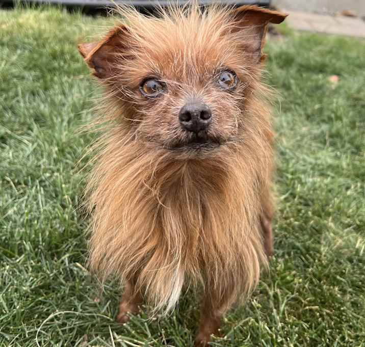 Photo of Gremlin