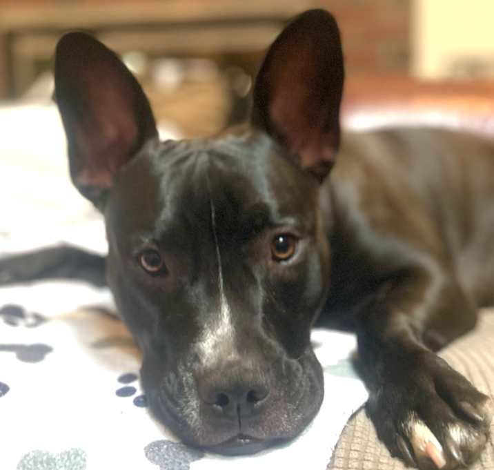 Photo of Gracie
