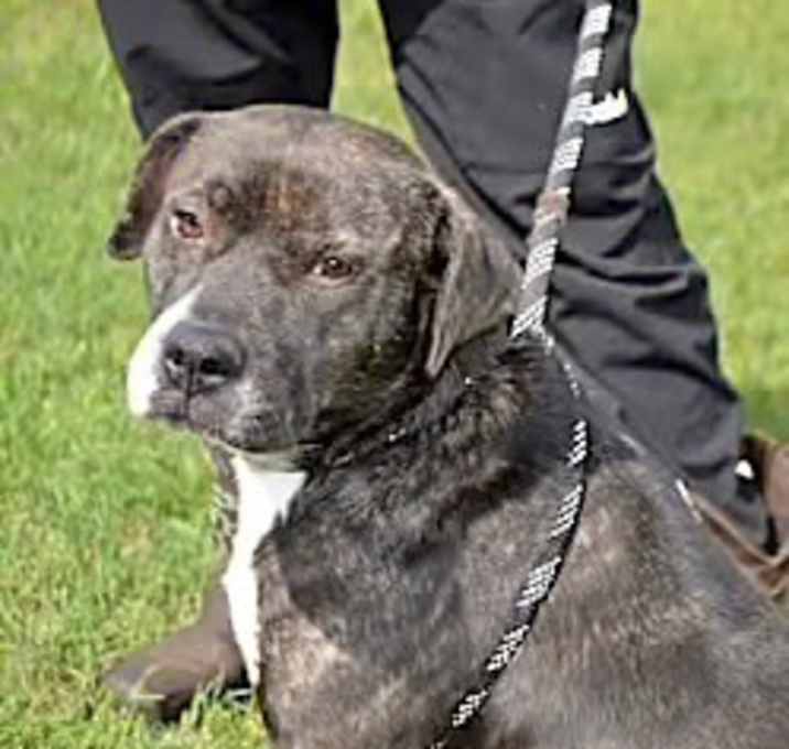 Photo of STAR/URGENT