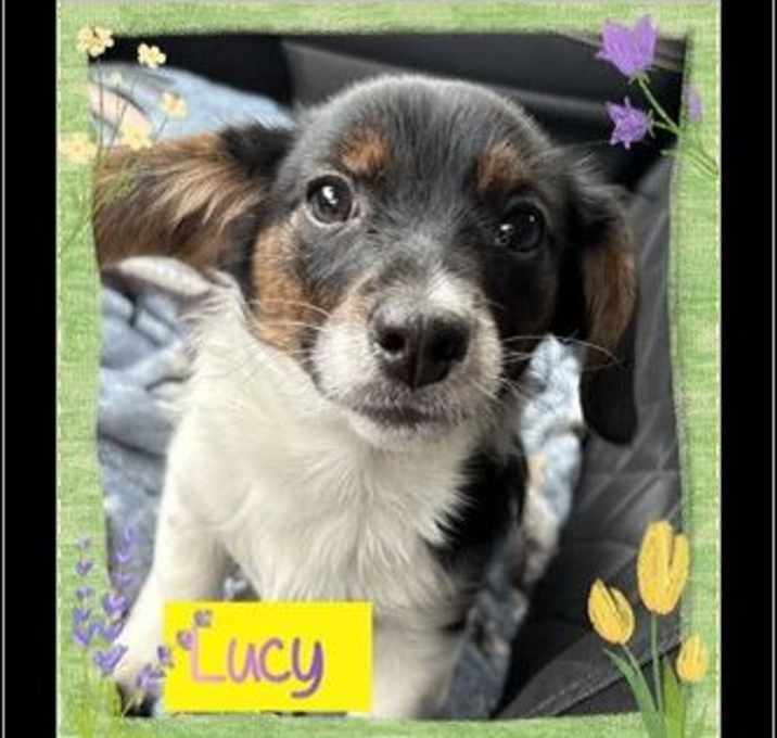 Photo of Lucy