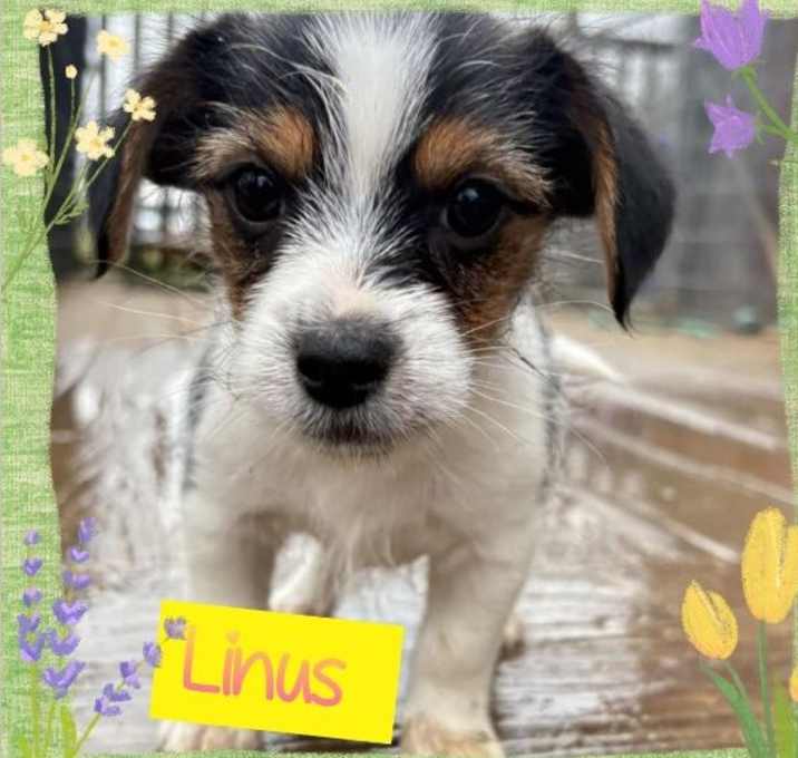 Photo of Linus