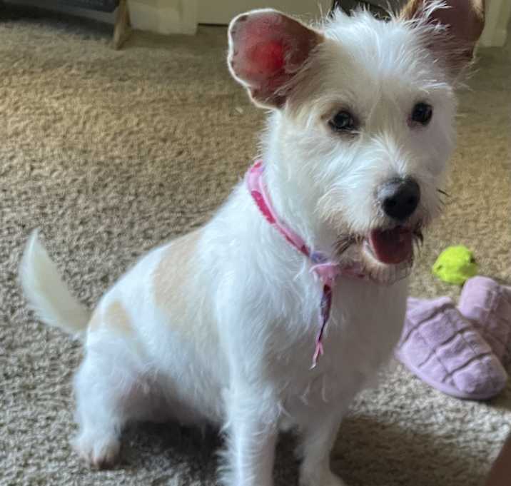 Photo of Luna