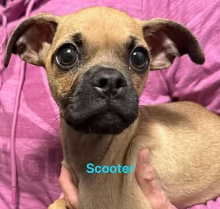 Photo of Scooter
