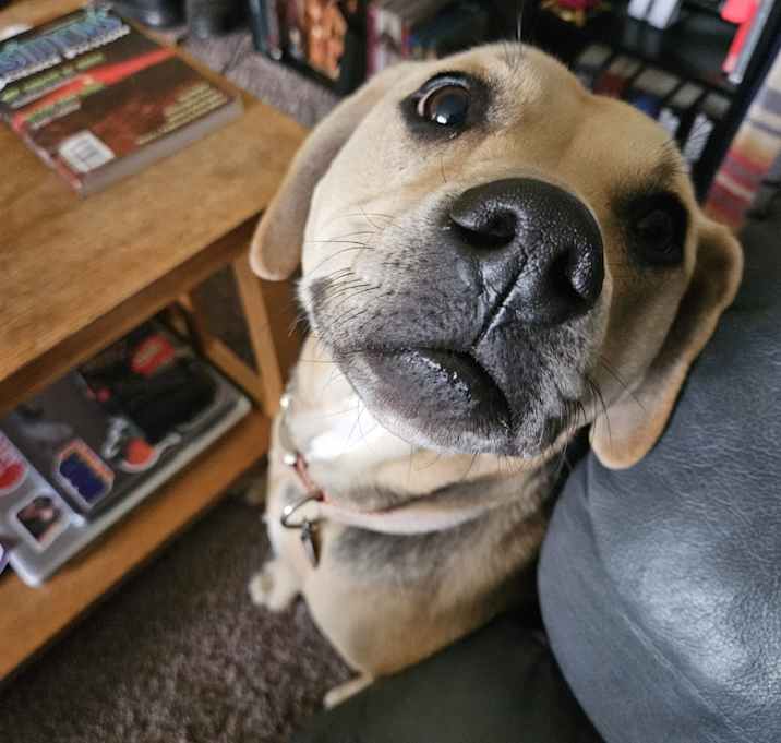 Photo of Rosie