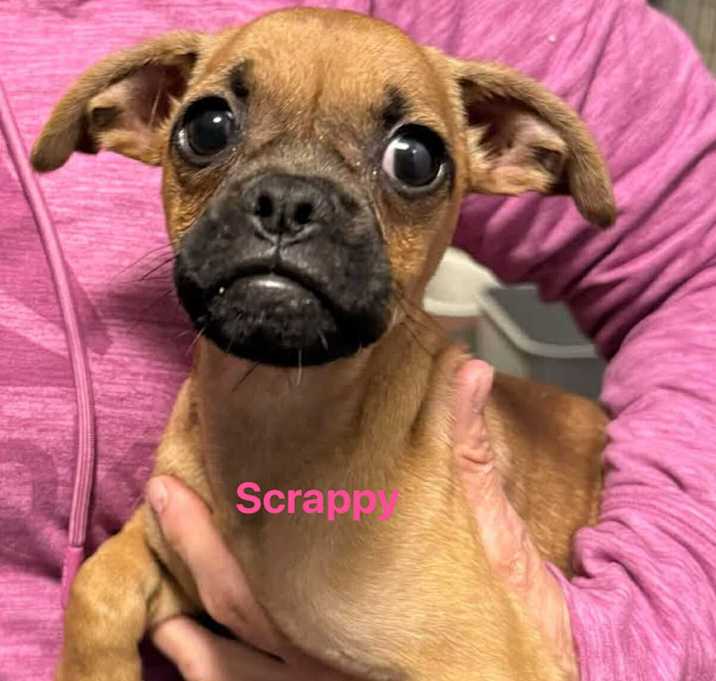 Photo of Sctappy