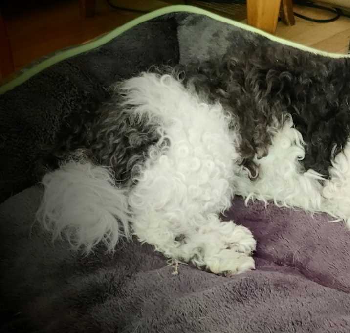 Photo of Squirt