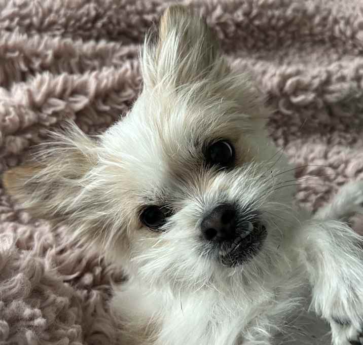 Photo of Luna