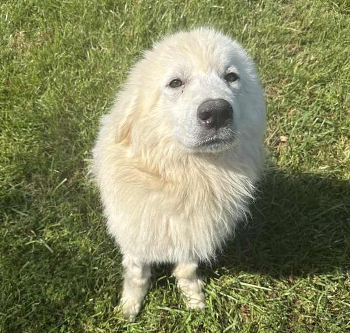 Photo of Queso