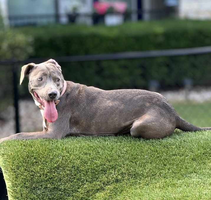 Photo of Luna