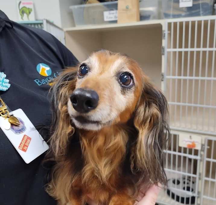 Photo of Buddy
