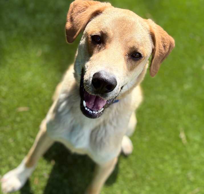 Photo of Buddy