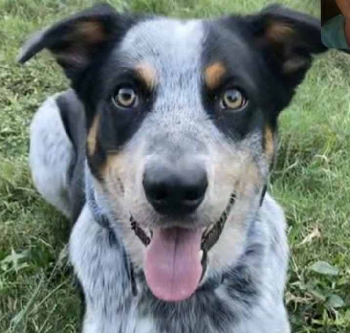 Photo of Cowboy