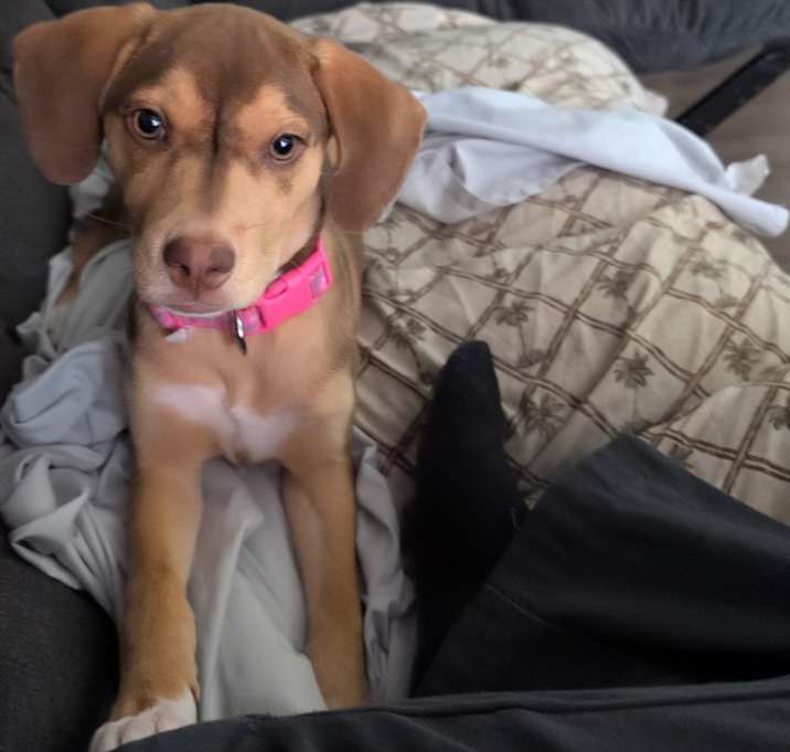 Photo of Cookie
