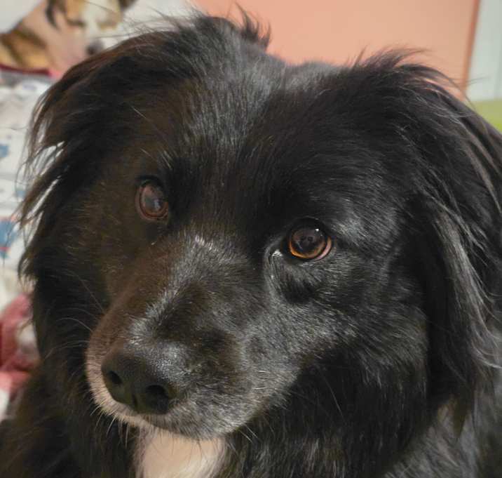 Photo of Loki