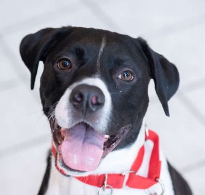 Photo of Bodhi