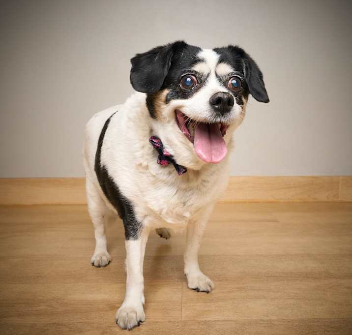 Photo of Molly D64960