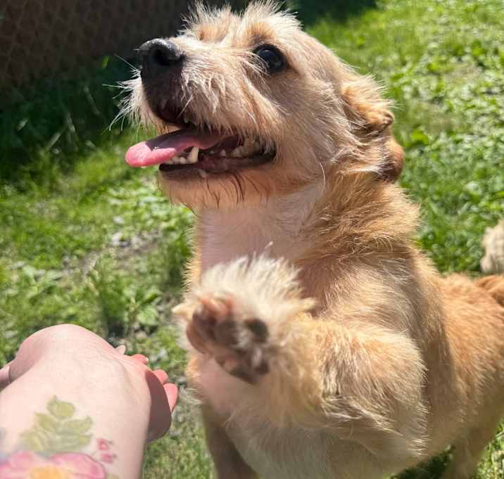 Photo of Hank