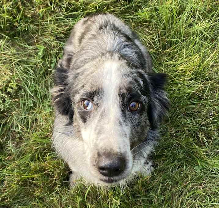 Photo of Max