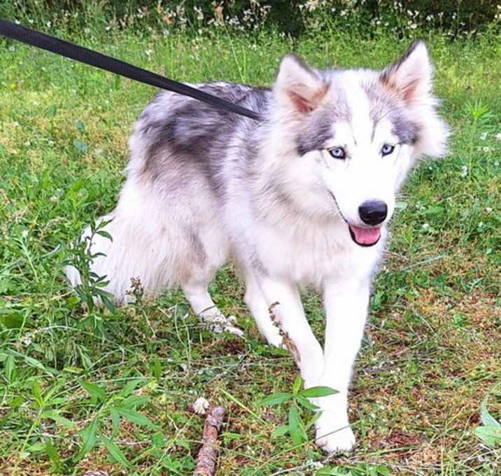 Photo of 250455  Sheba