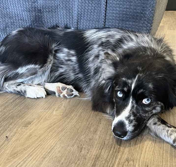 Photo of Daisy