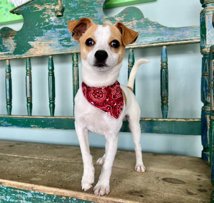 Photo of Skippy
