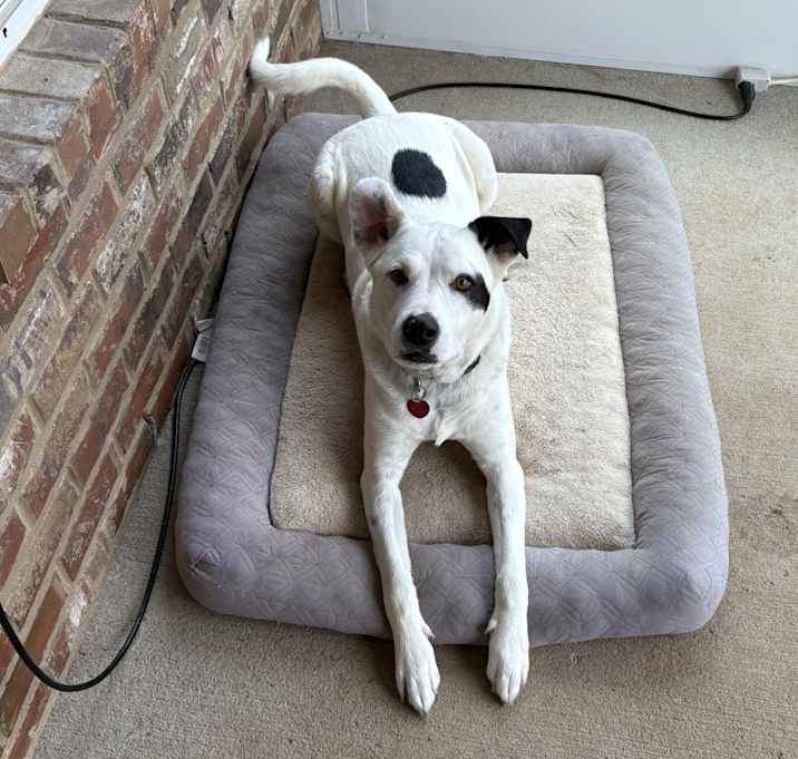 Photo of Reese