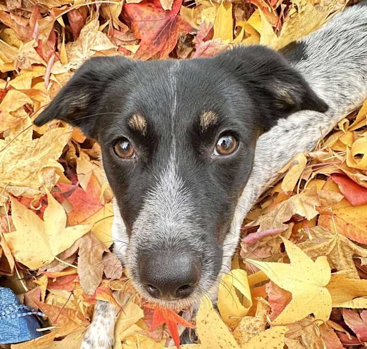 Photo of Piper
