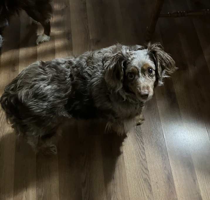 Photo of Sydney/ Dante