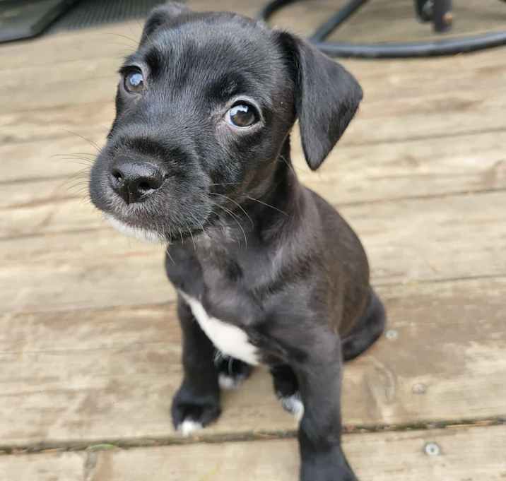 Photo of Brisket