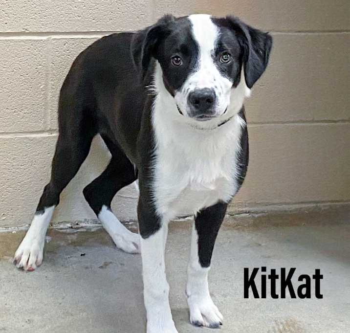 Photo of KitKat