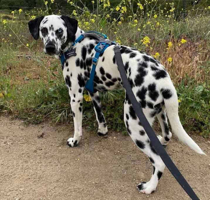 Photo of Indy-Adoption Pending