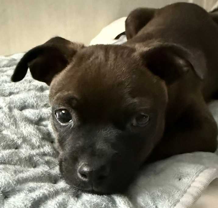 Photo of Bam Bam