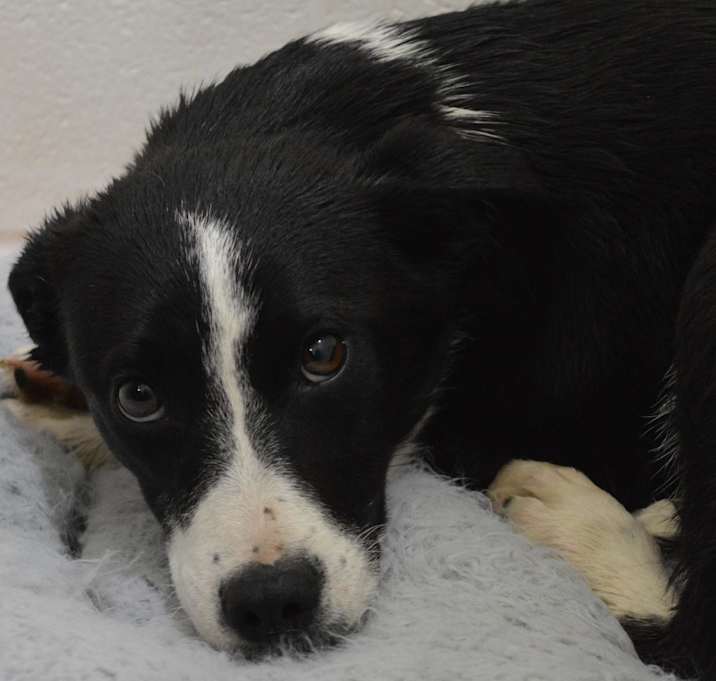 Photo of Rigby