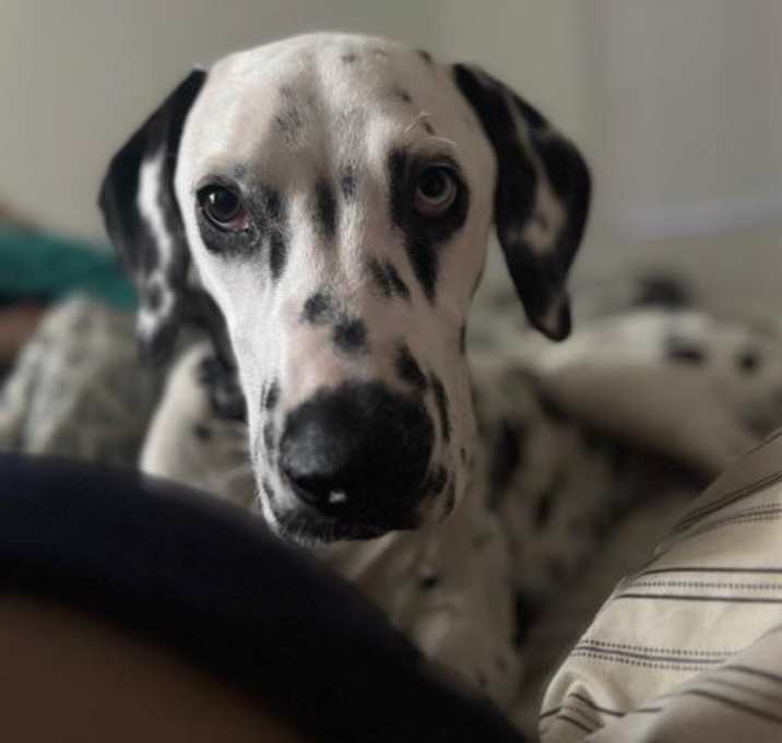 Photo of Chance-Indio, CA