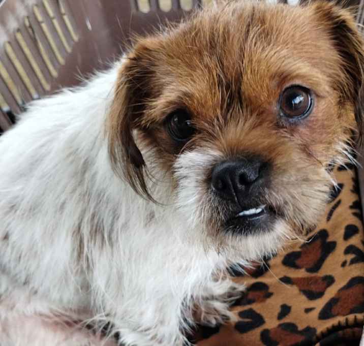 Photo of Cinnamon