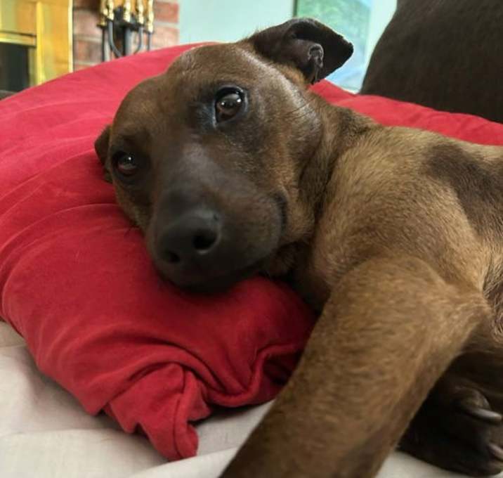 Photo of Dixie