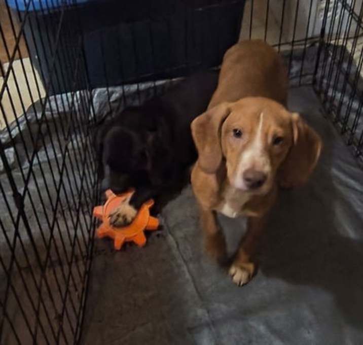 Photo of Oakley (Foster or Adopter Needed!)