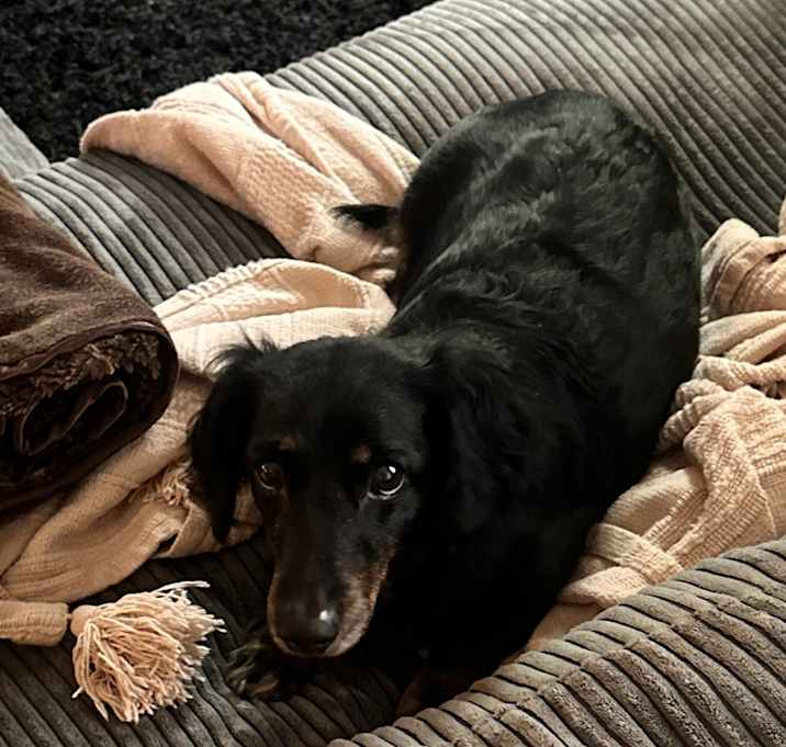 Photo of Ruby