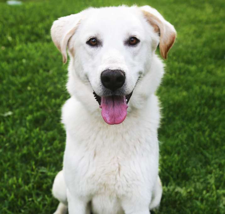 Photo of Moose