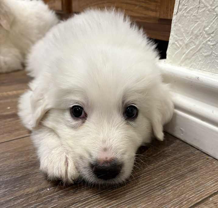 Photo of Squeaky