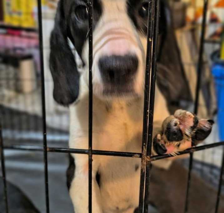 Photo of Kinsley aka Lea (Foster or Adopter Needed!)