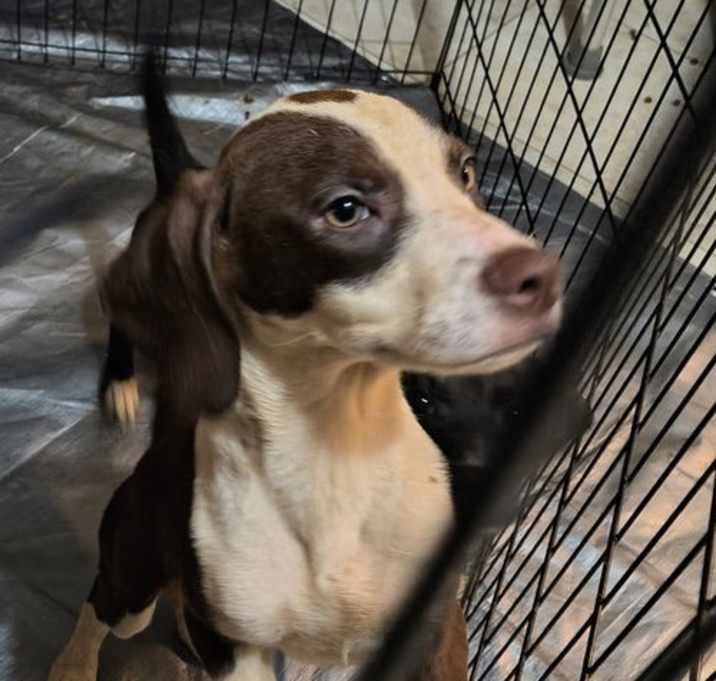 Photo of Kelsey (Foster or Adopter Needed!)