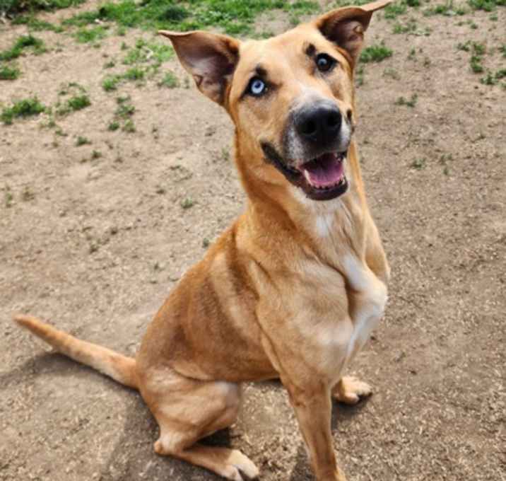 Photo of Sheba