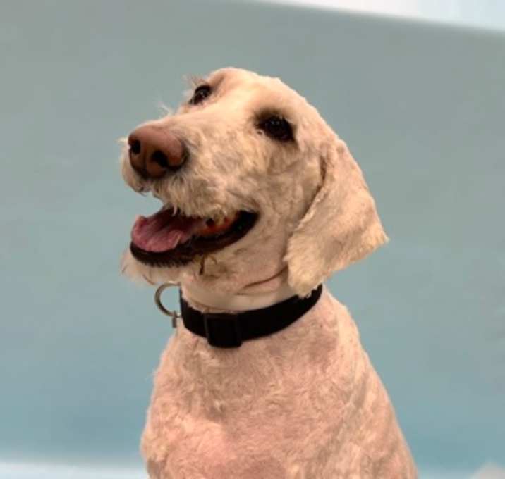 Photo of Poppy