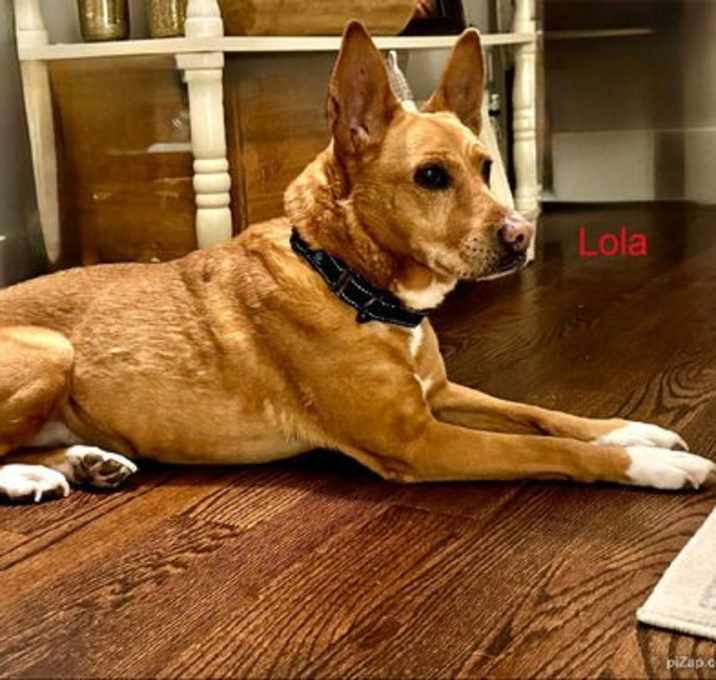 Photo of Lola  (ae)