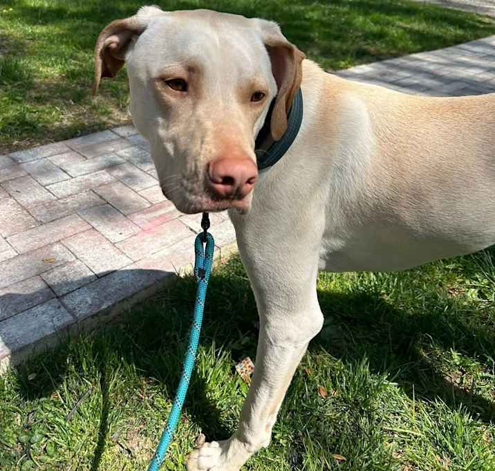 Photo of Gunner